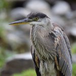 BlueHeron6.jpg
