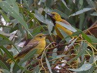 Oriole6.jpg