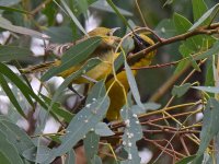 Oriole7.jpg