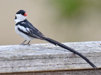 Whydah6.jpg