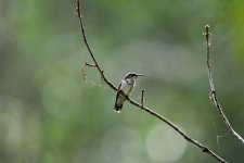 DSC_4234.jpg
