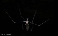Unknown stick insect-.jpg