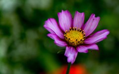 DSC_4481.jpg
