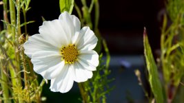 DSC_4491.jpg