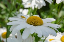 DSC_4462.jpg