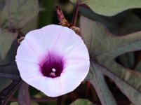 8th Aug 2015 003.JPG