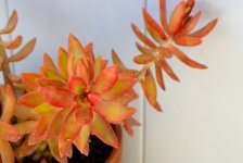 8th Aug 2015 005.JPG