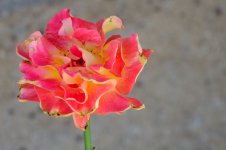 8th Aug 2015 009.JPG