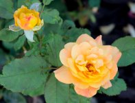 8th Aug 2015 010.JPG