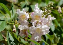 8th Aug 2015 025.JPG