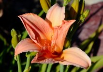 8th Aug 2015 032.JPG