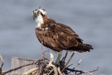 DSC_4865_DxO.jpg