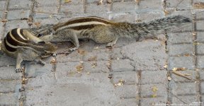GSC_5690.jpg