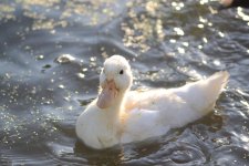 Duckling 2.jpg