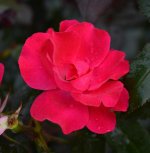 rose 5.jpg
