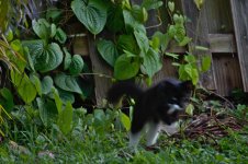 cat_jmp.jpg