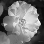 _AAA6041 - Version 3.jpg