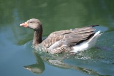 Goose 1.jpg