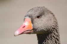 Goose 2.jpg