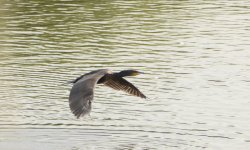 DSC_0315.jpg