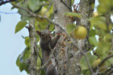 Squirrel # 632.jpg