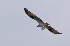 DSC_4795_DxO.jpg