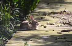 Rabbit 1.jpg