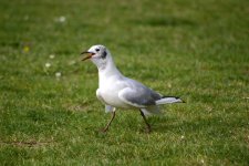 Gull 1.jpg