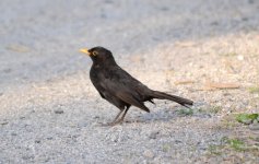 Blackbird.jpg