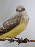 Kingbird3.jpg