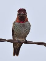 Hummer4.jpg