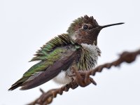 Hummer5.jpg