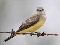 Kingbird2.jpg