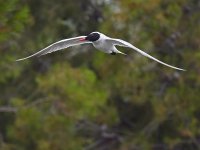 Gull.jpg