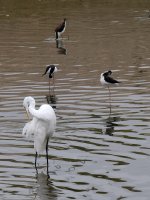 Egret3.jpg