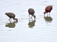 Ibis.jpg