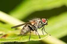 Insects-0970.jpg
