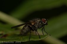 Insects-0972.jpg