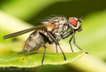 Insects-0971.jpg