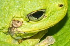 Frog.jpg