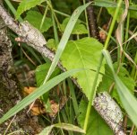 Frogs-0871.jpg
