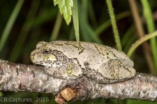 Frogs-0880.jpg