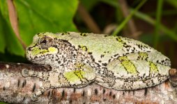 Frogs-0883.jpg
