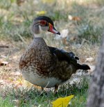 9th Aug 2015 008.JPG