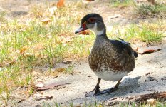 9th Aug 2015 009.JPG