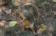 9th Aug 2015 025.JPG