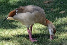 9th Aug 2015 043.JPG