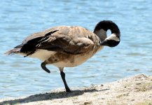 9th Aug 2015 044.JPG