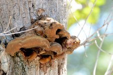 9th Aug 2015 059.JPG