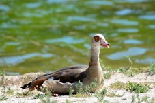 9th Aug 2015 063.JPG